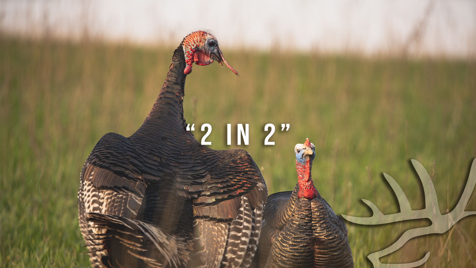 Full Strut • Episode 4 • Two in Two