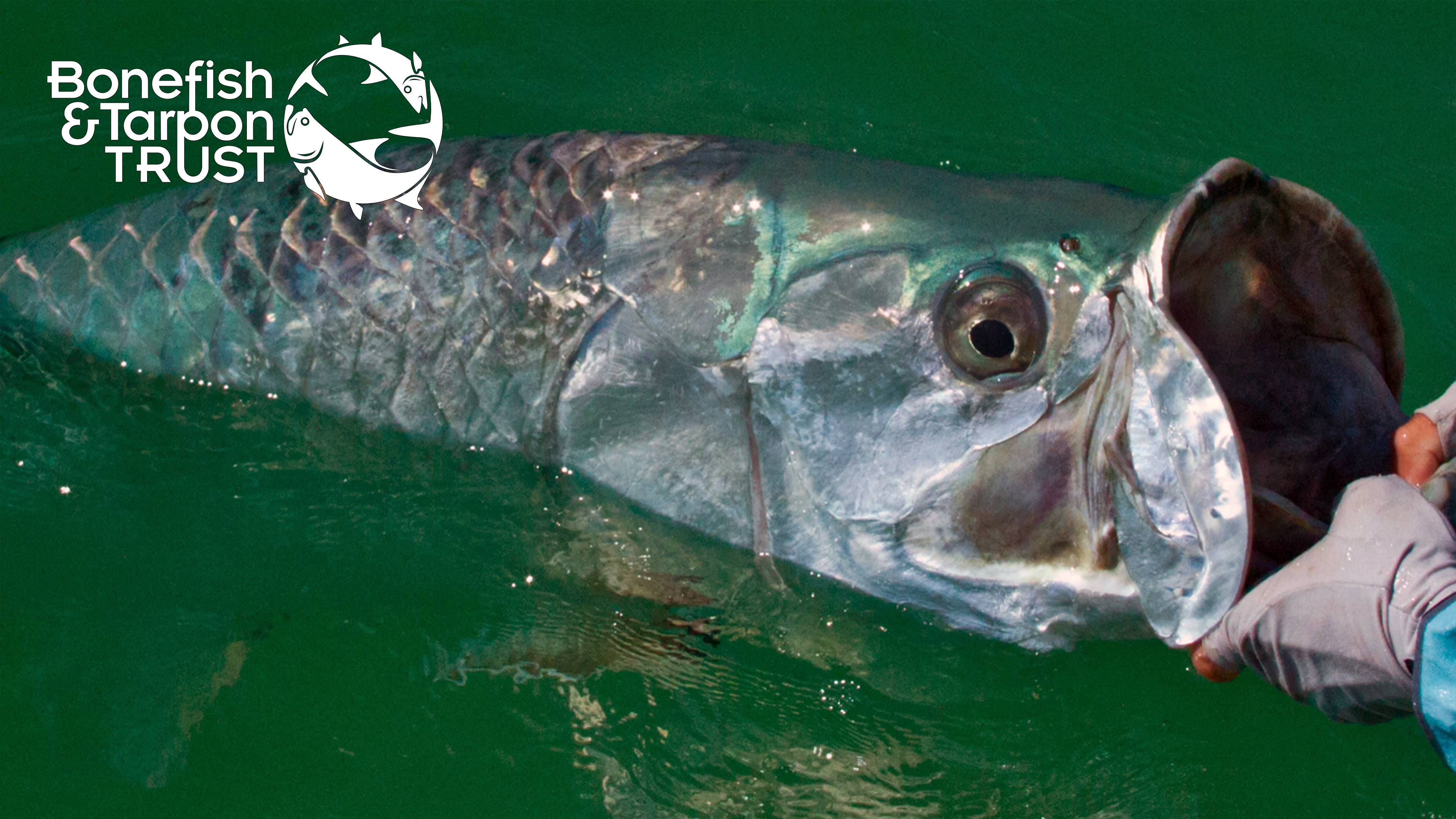 Tarpon Catch & Release Video • Bonefish & Tarpon Trust
