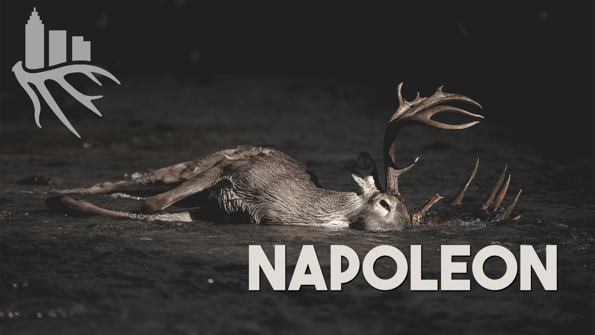 Napoleon • Seek One