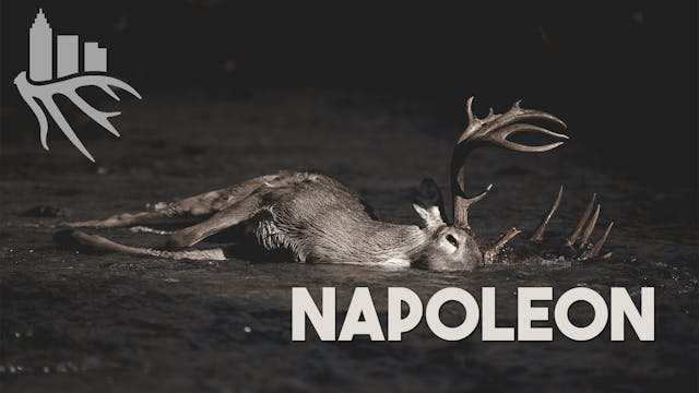 Napoleon • Seek One