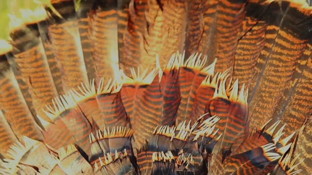 Going Native • Turkeys in Nebraska