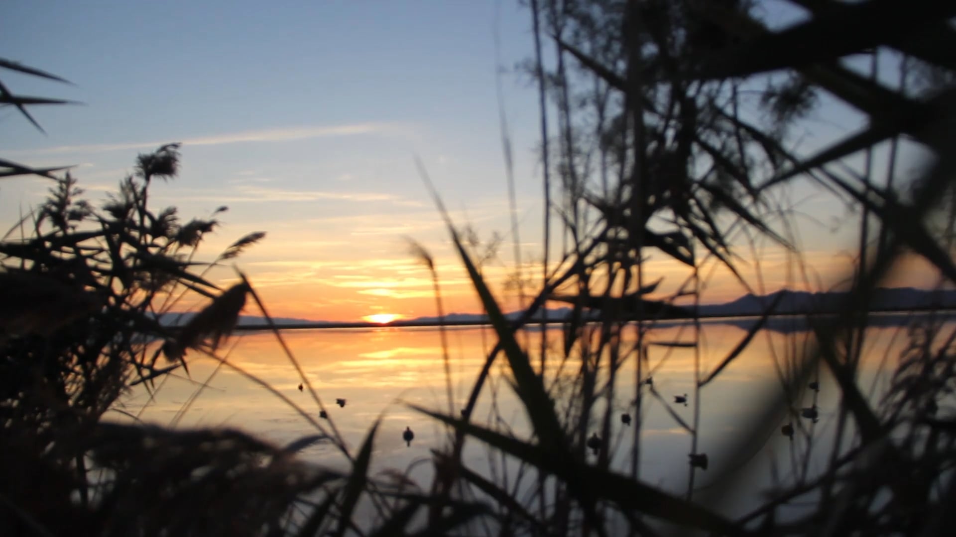 Utah Primer, Canadian Spectacular  • DU TV