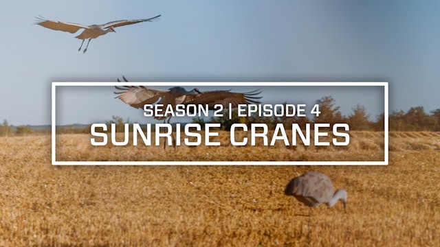 Last Pass Episode 4 • Sunrise Cranes