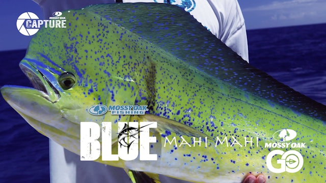 Mahi Mahi • BLUE • Episode 2