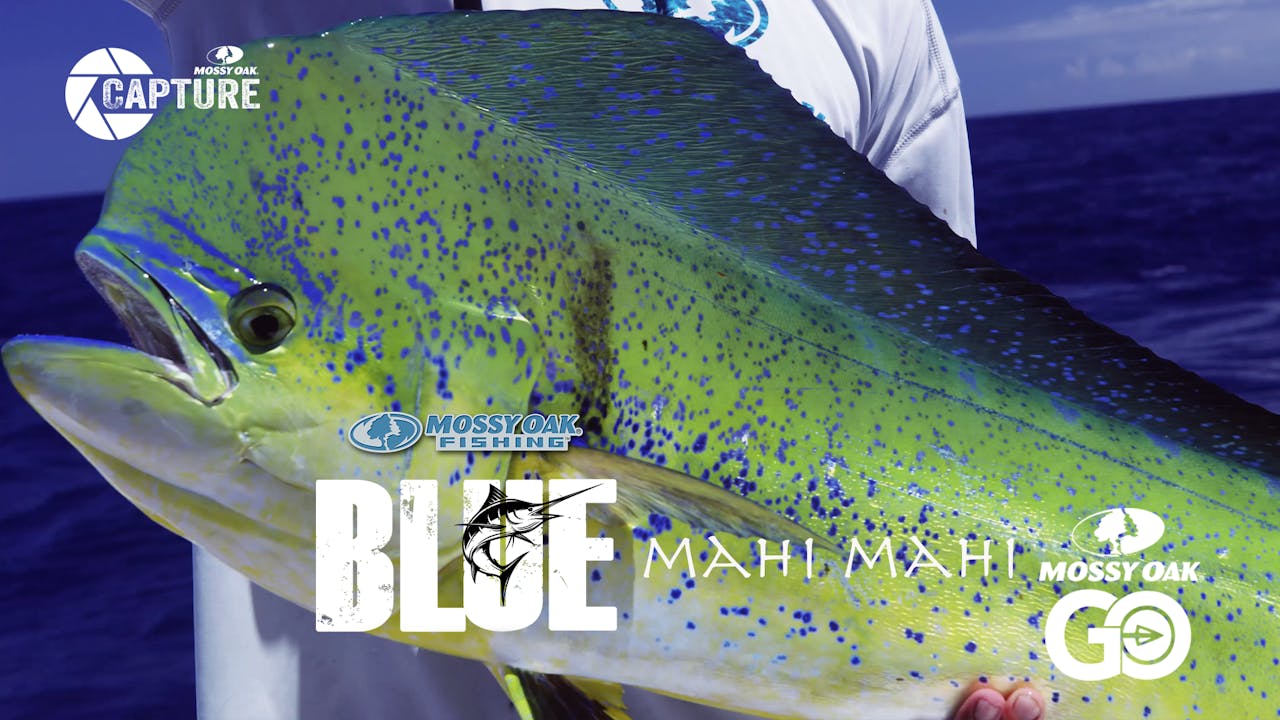 Mahi Mahi • BLUE • Episode 2 Mossy Oak GO