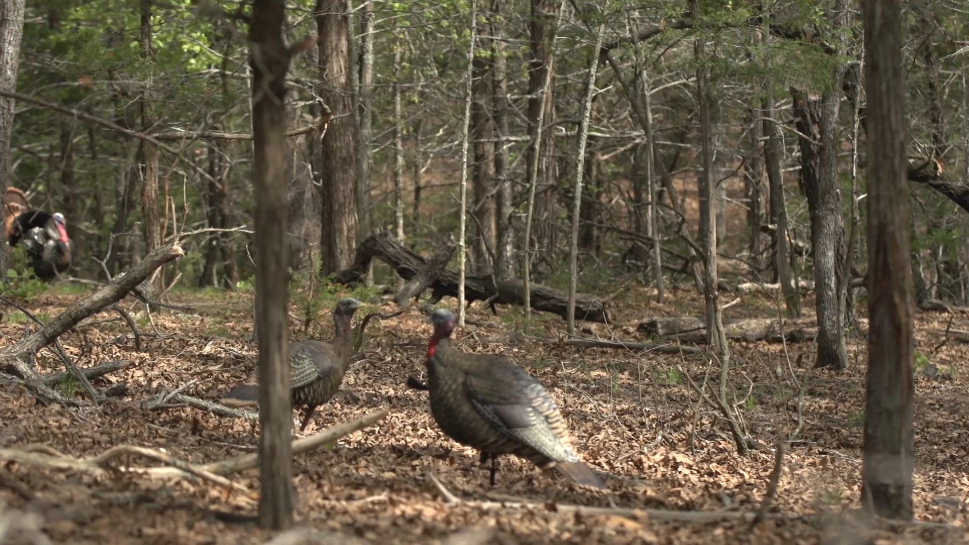 10 Pistols 2 • Avian X