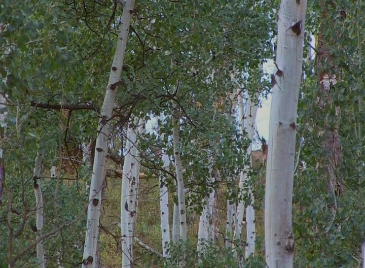 In the Land of Jeremiah Johnston • Bull Elk in the Rockies