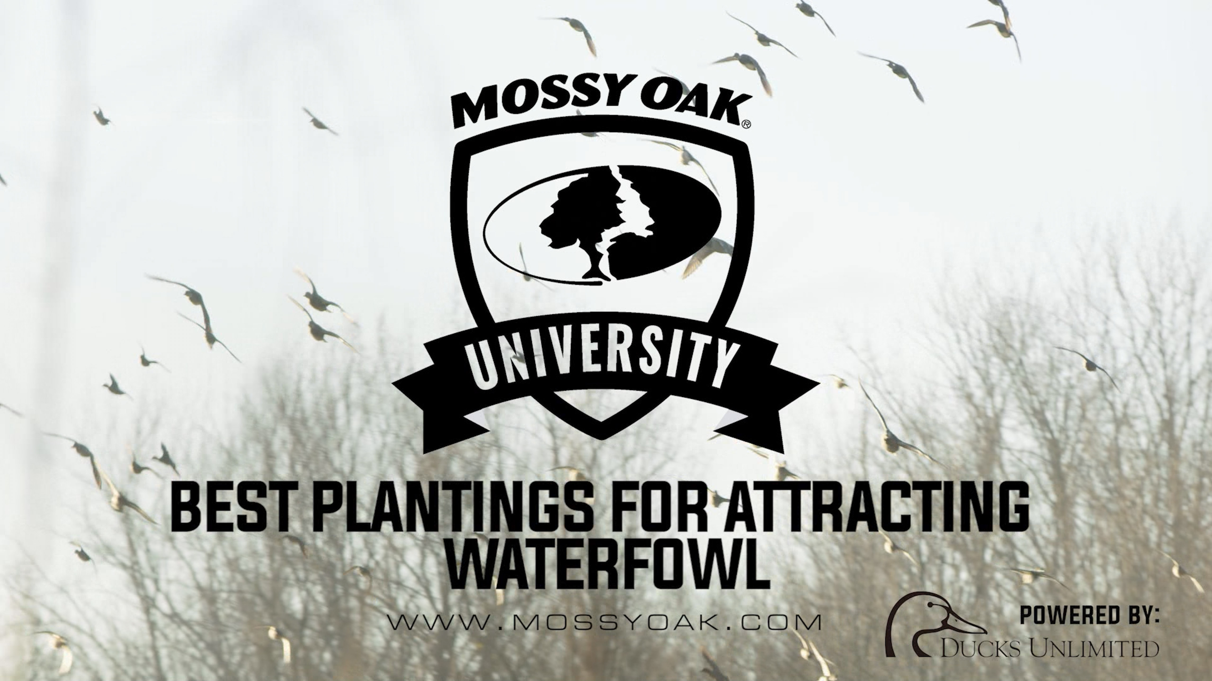 Best Plantings for Attracting Waterfowl
