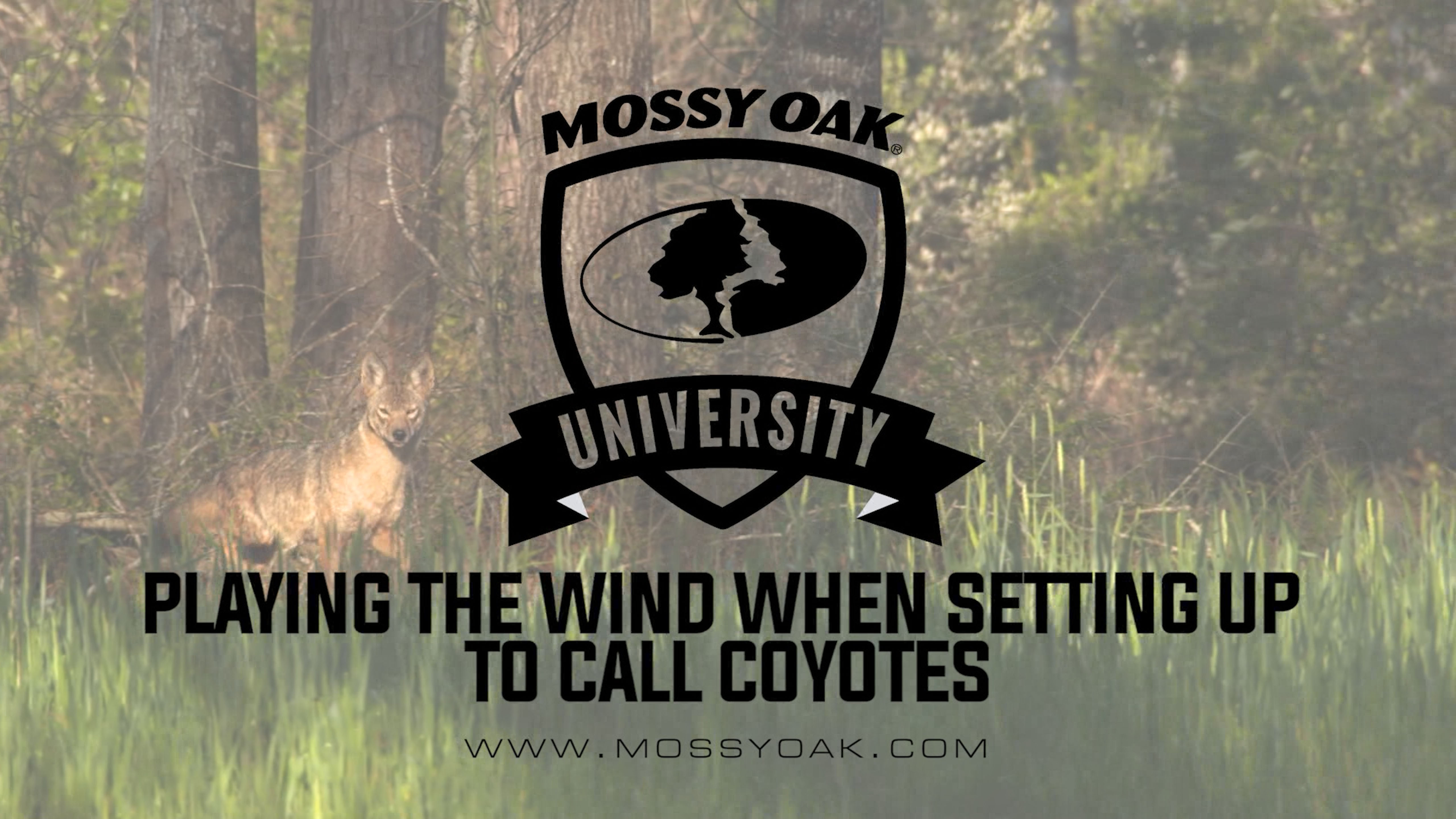 Playing The Wind When Setting Up To Call Coyotes