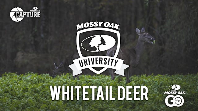 Whitetail Deer • Mossy Oak University