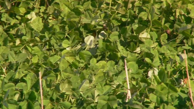 Mears in Mantachie • Turkey Pursuit i...