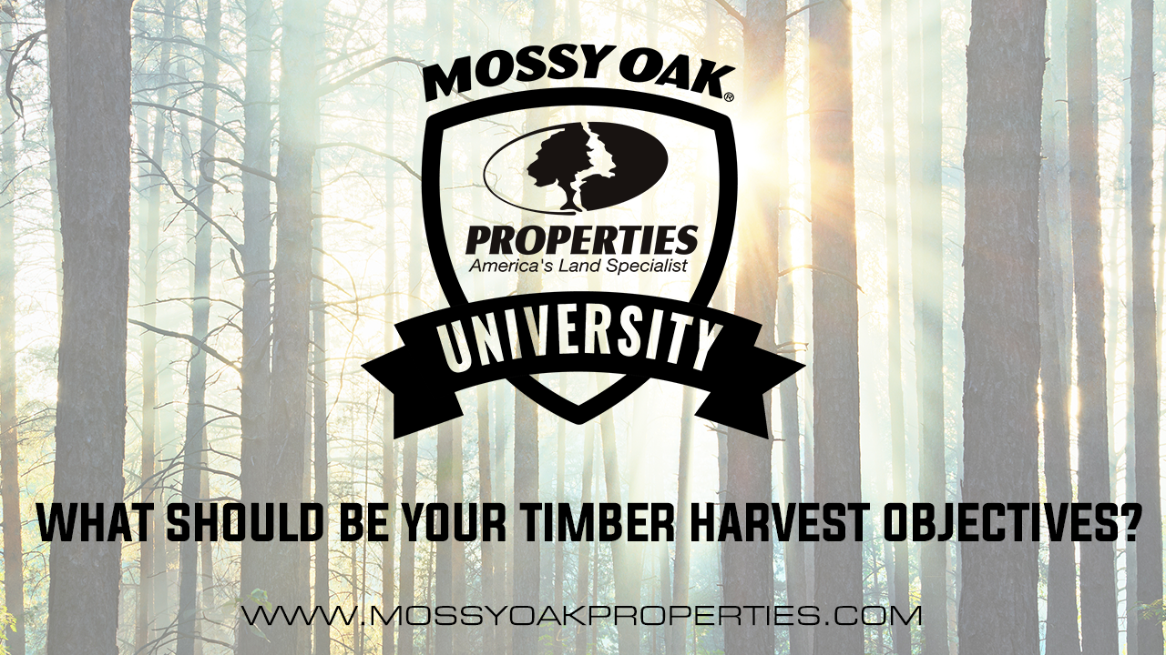 What Should Be Your Timber Harvest Objectives?