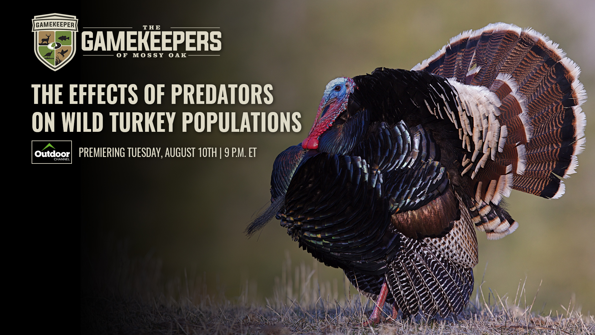 The Effects of Predators on Wild Turkey Populations • Gamekeepers