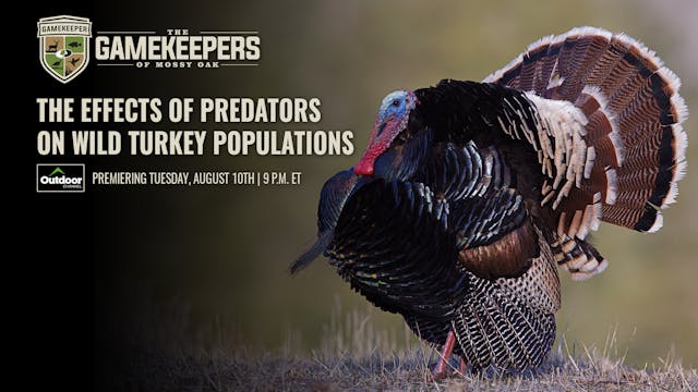 The Effects of Predators on Wild Turk...