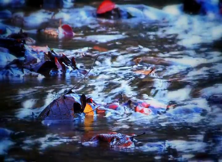 State of Mine, Part 2 • Elk in Kentucky