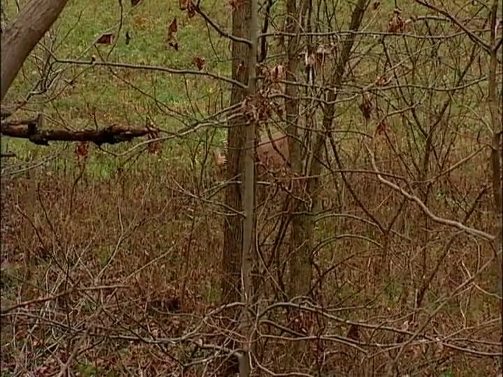 Shooting Lanes • Cut Shooting Lanes to Help the Hunt