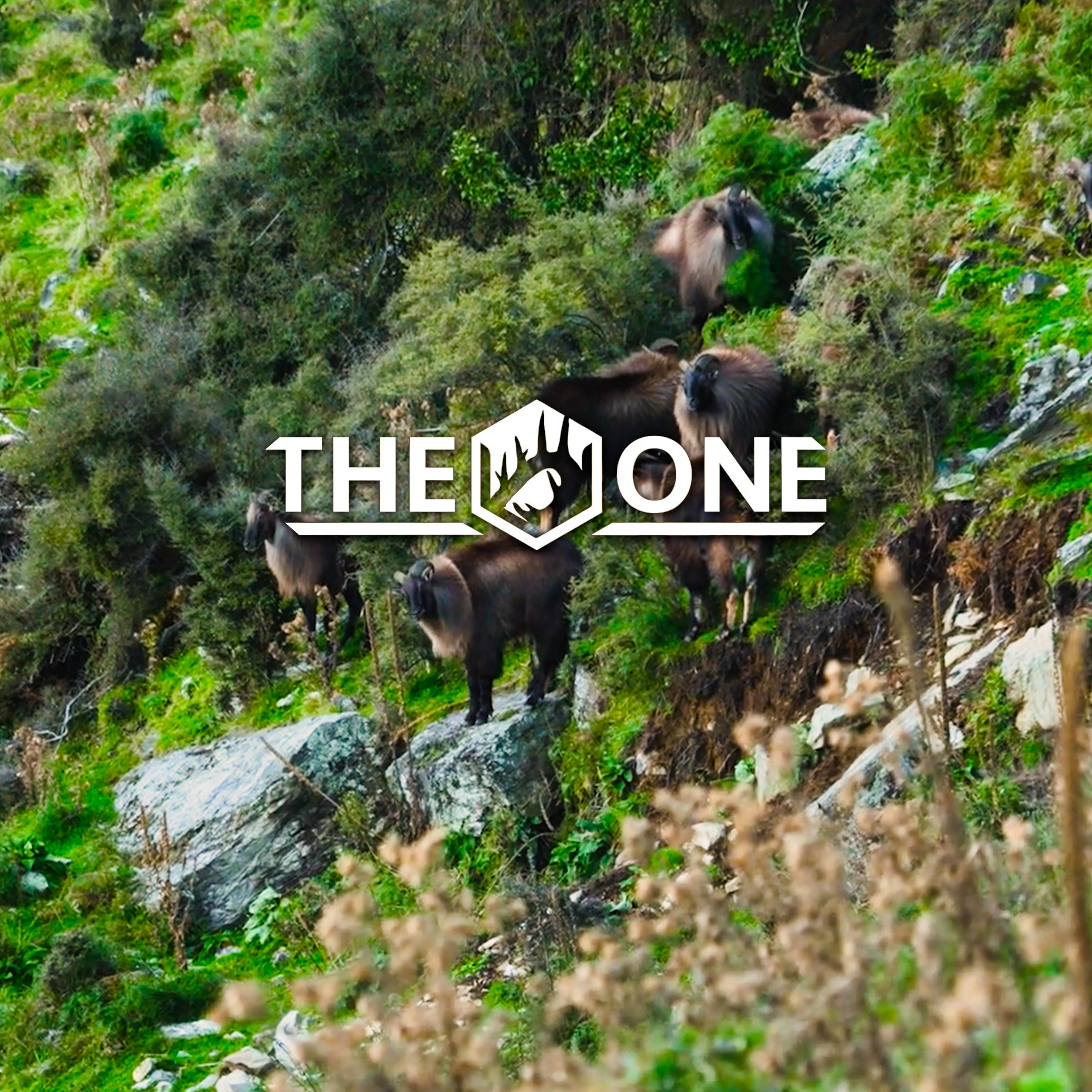 KIWI pt1 • The One