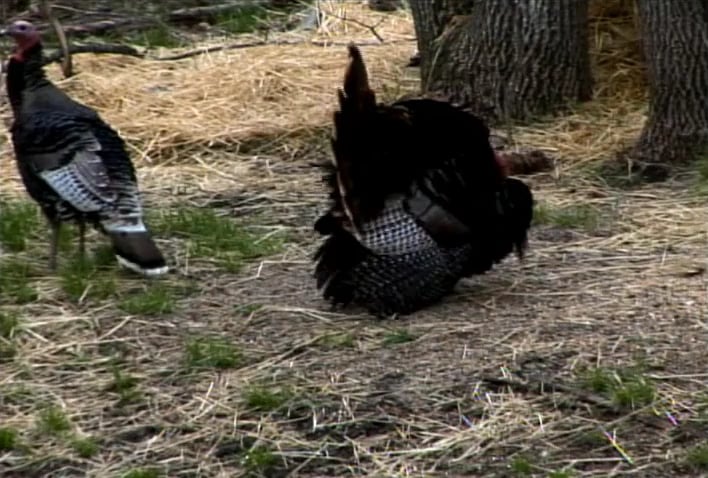 Second Shot • Turkeys by Bow