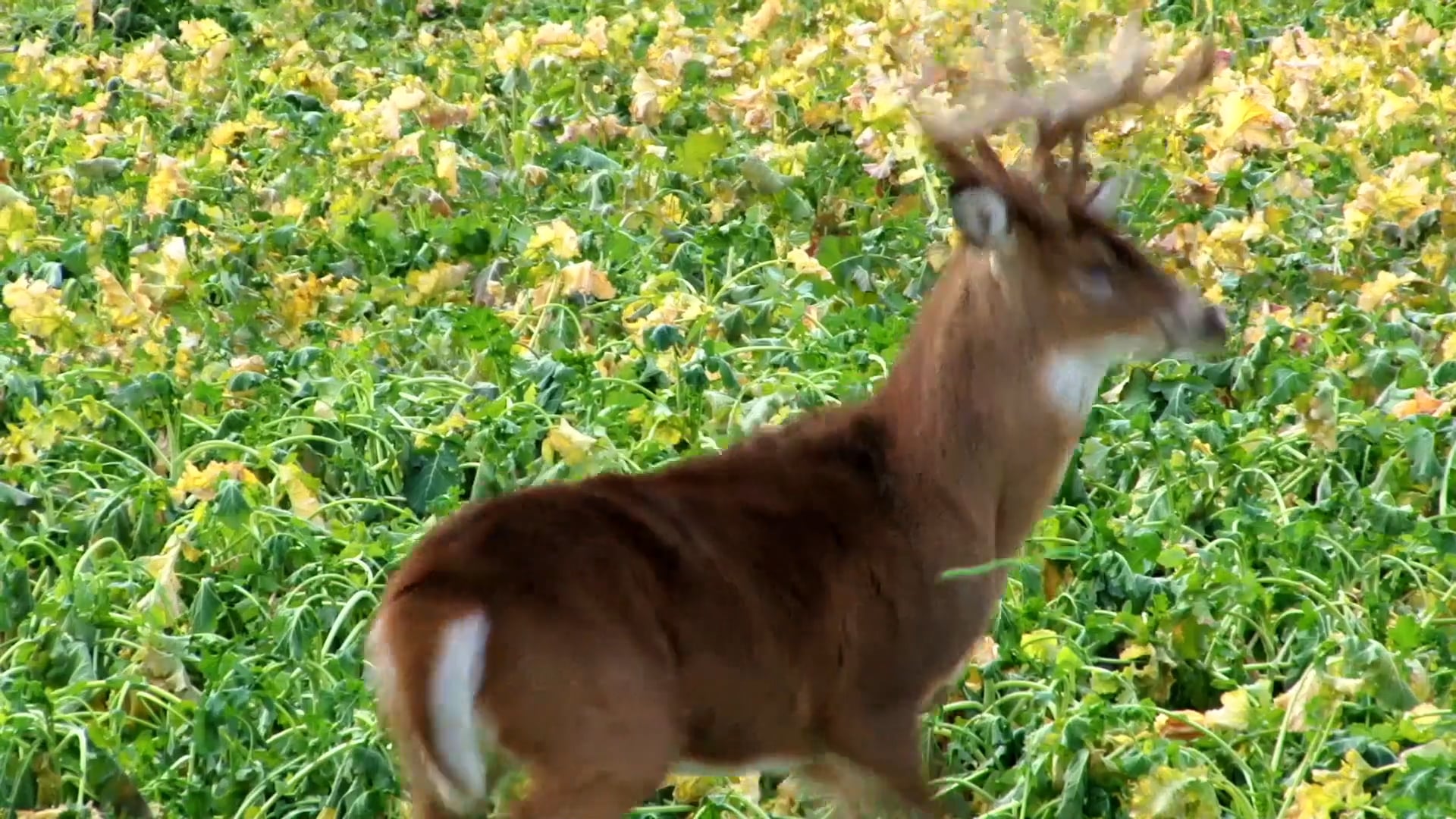 Trigger Treat • NBK Episode 8 S8