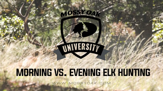 Morning v. Evening Elk Hunting