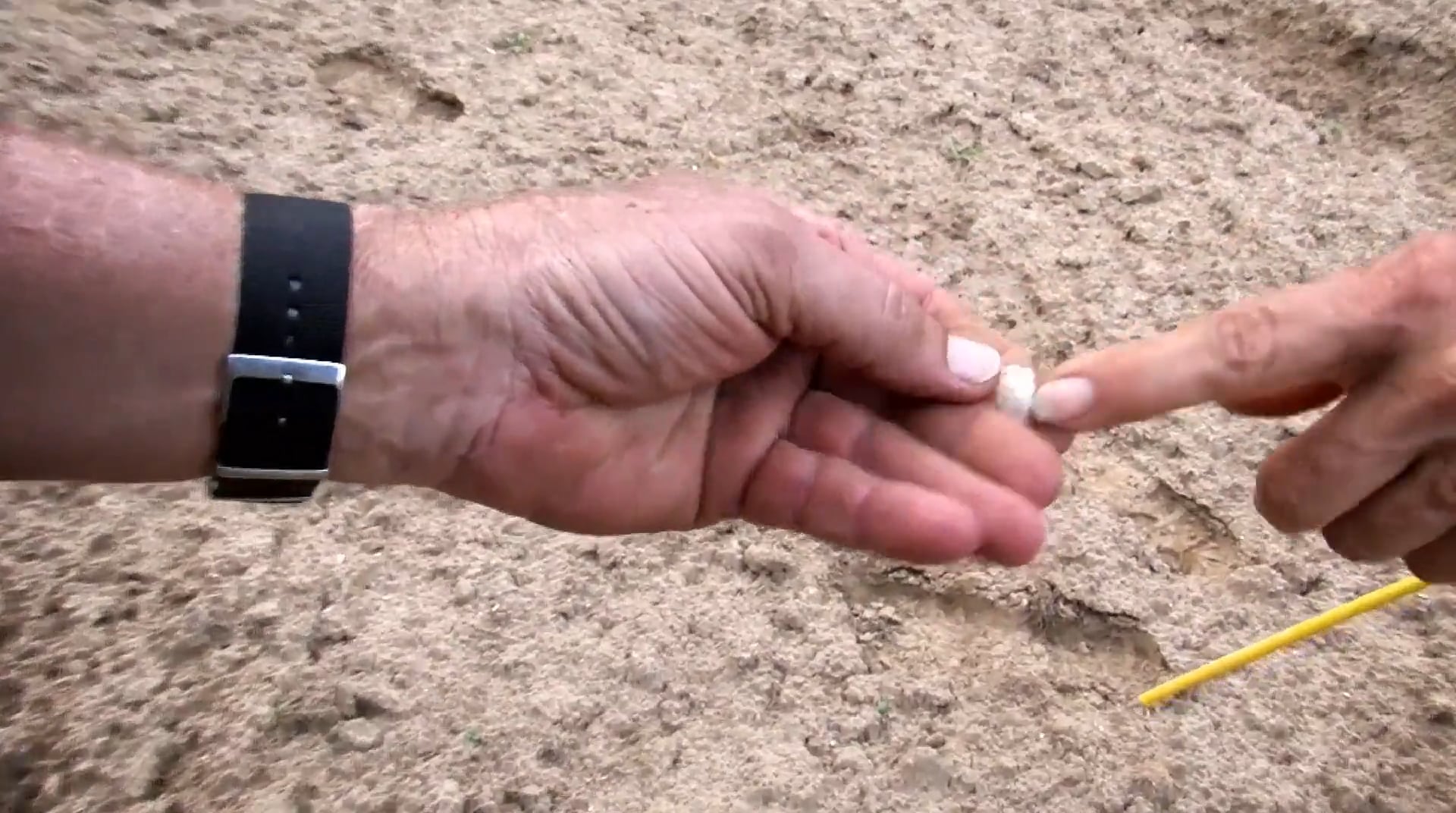 Leaving a Mark • Imprinting Ducks and Finding Indian Artifacts