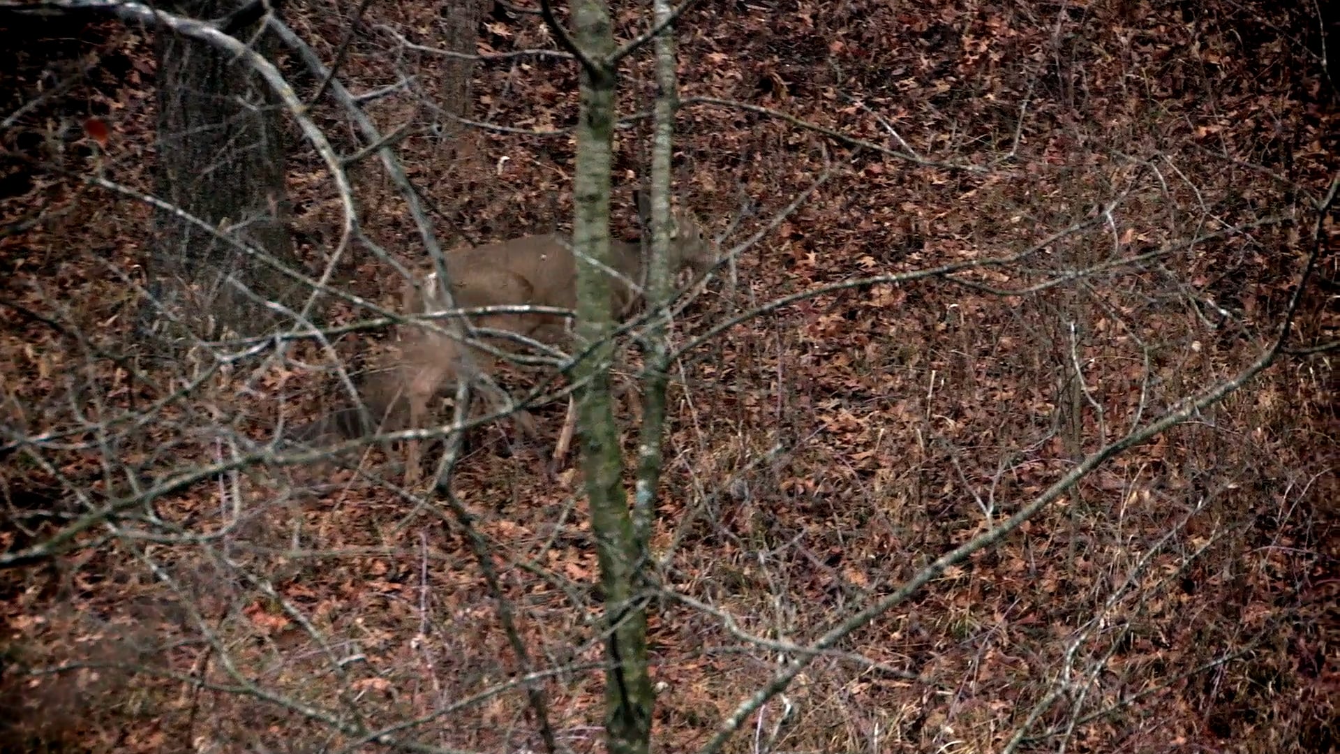 Deep in the Heart of Iowa • Big Bucks of the Midwest
