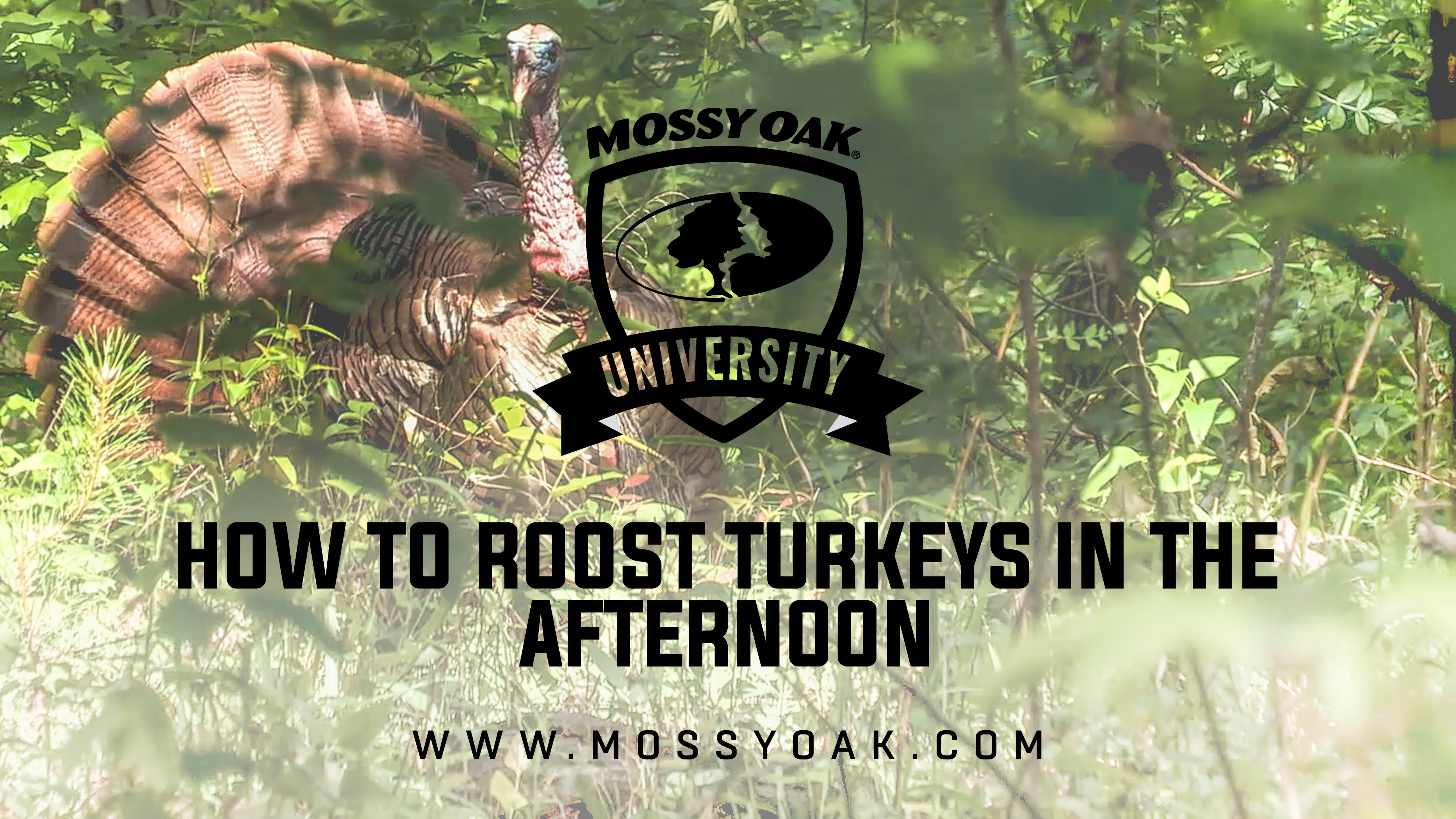 How to Roost Turkeys in the Afternoon