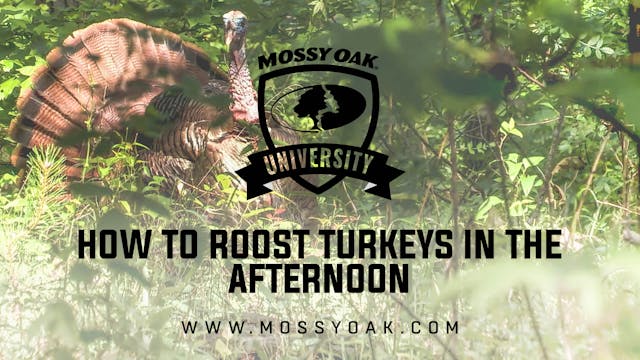 How to Roost Turkeys in the Afternoon