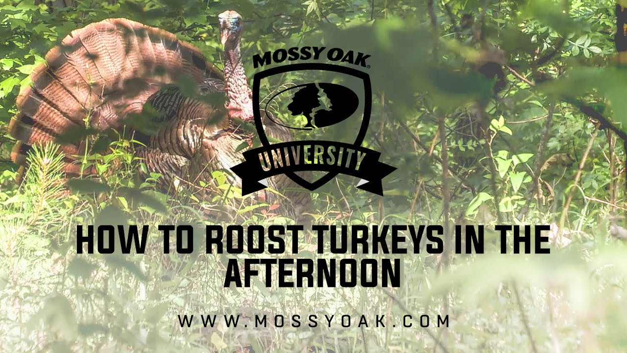 How to Roost Turkeys in the Afternoon View All Mossy Oak University