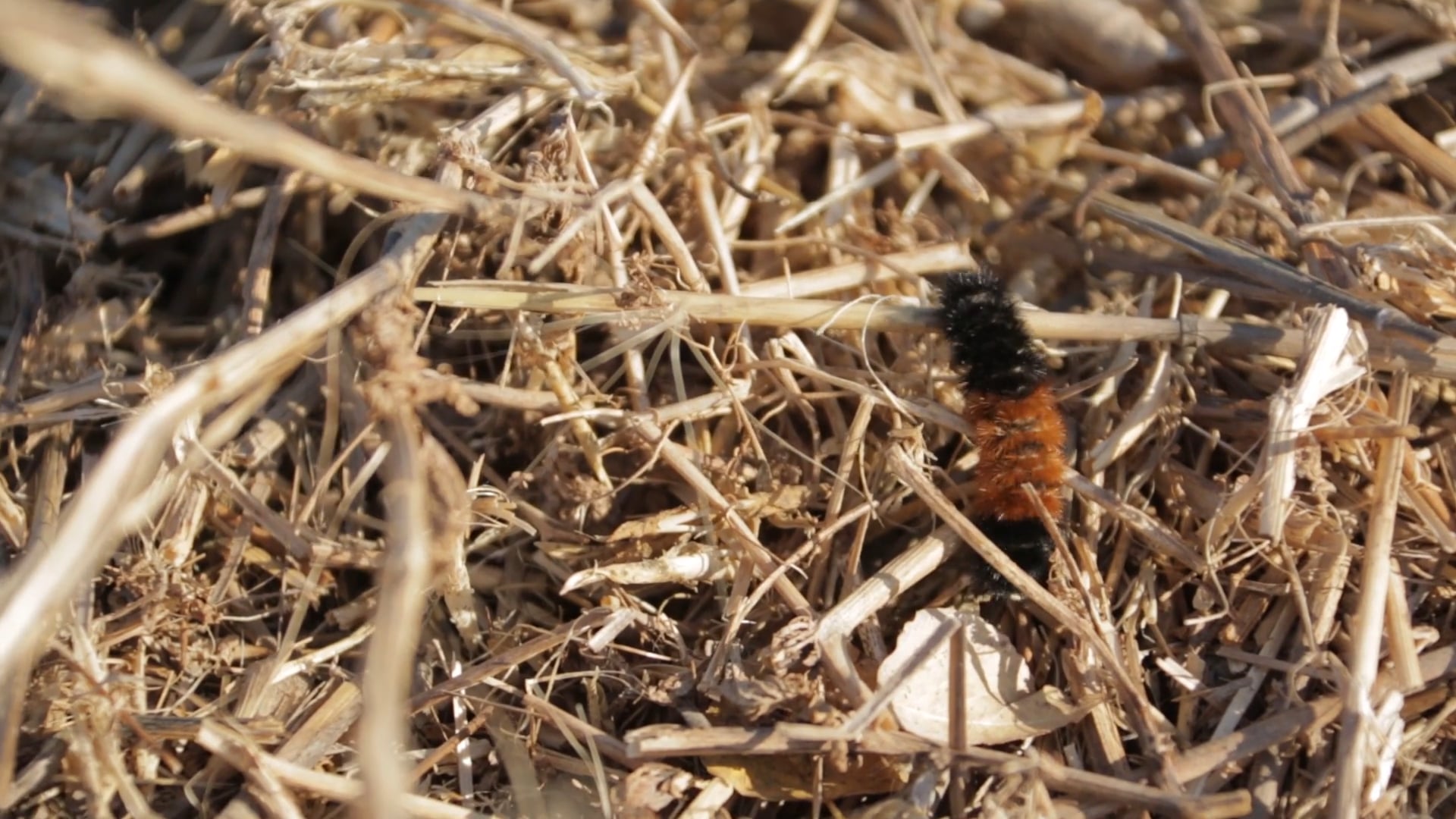 Saskatchewan Canada Geese  • DU TV