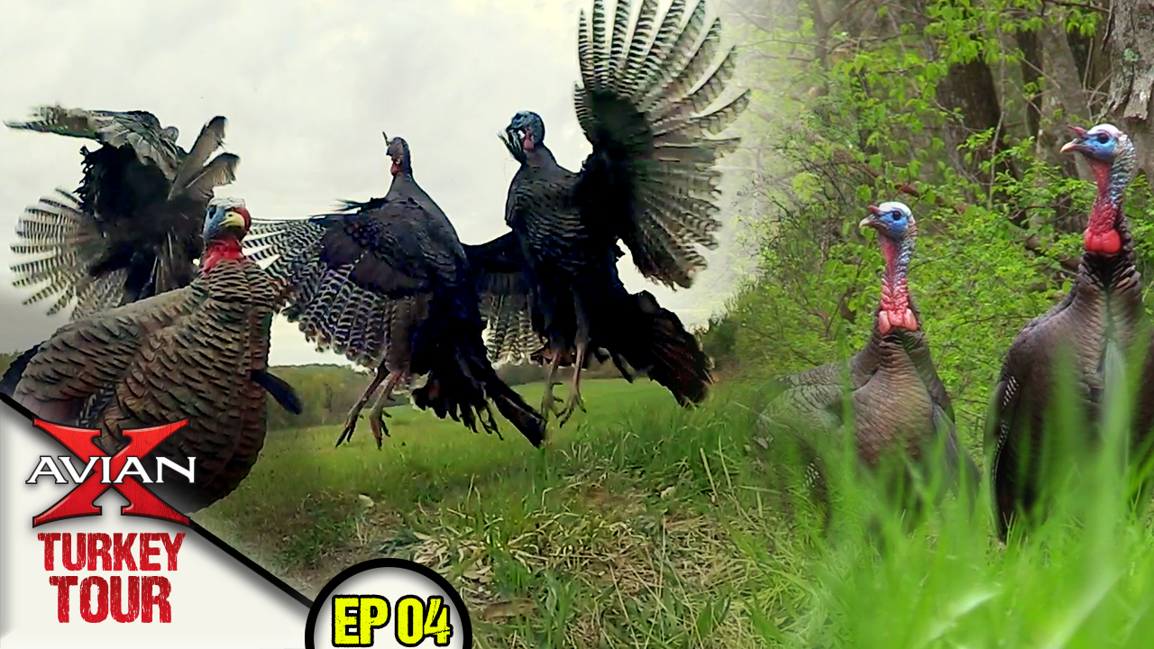 3 Big Easterns DOWN in Iowa and Missouri! • Avian X Turkey Tour