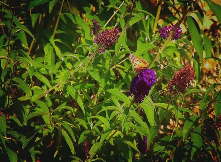 Never Really Gone • Fathers, Sons and Whitetails