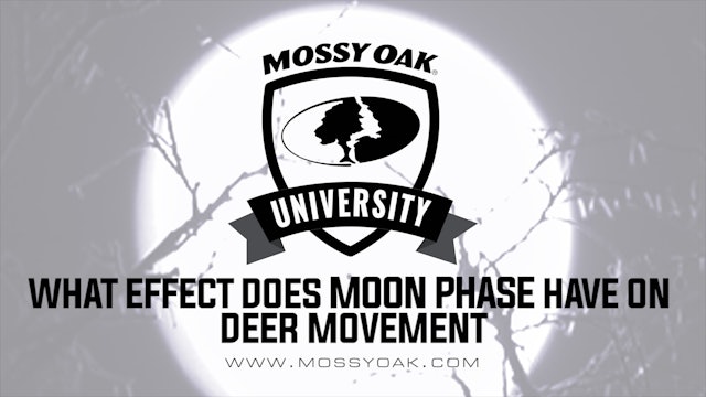 What Effect Does the Moon Phase Have on Deer Movement