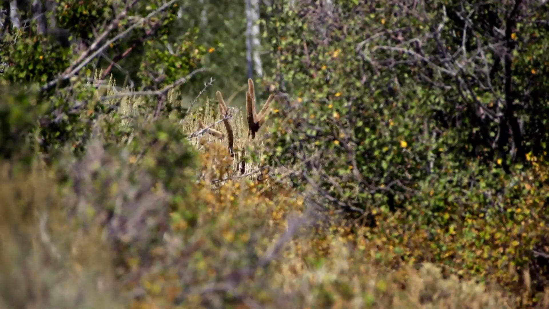 Mountain Country, Part 1 • Mule Deer in Utah