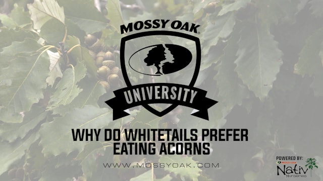 Why Do Whitetails Prefer Acorns