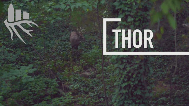 Thor • The Season