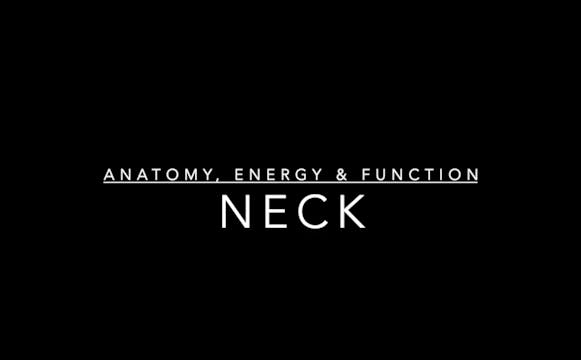 Neck: Anatomy, Energy & Function
