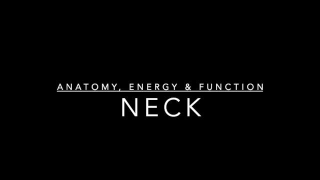 Neck: Anatomy, Energy, and Function