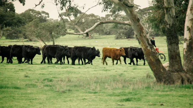 Seann's Kitchen s1 ep02 - Limeston co...