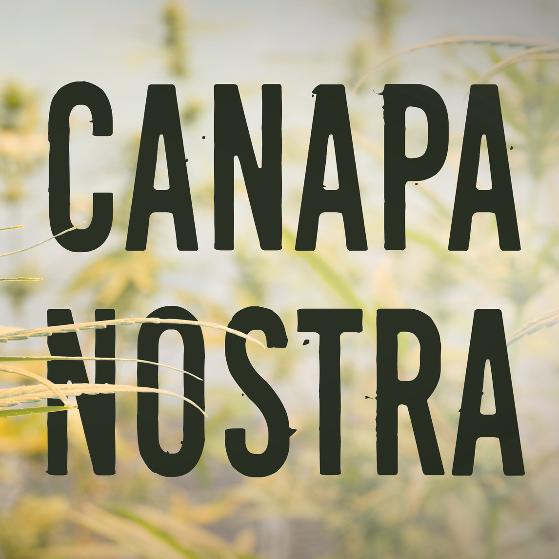 Canapa Nostrsa 