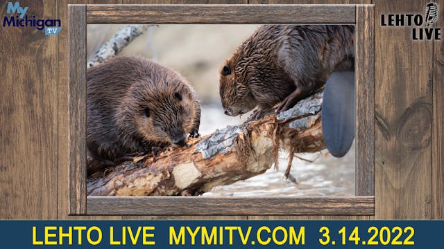 Beavers reclaim land in southeast Mic...