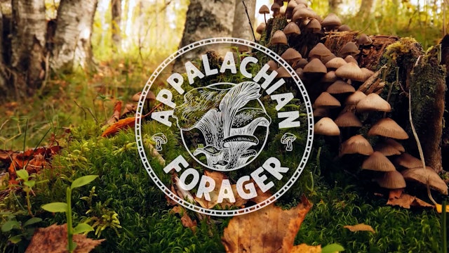 Appalachian Forager Episode 4 - Chanterelle Biscuits