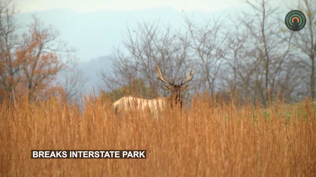 Mountain Top Nature - Elk Tour