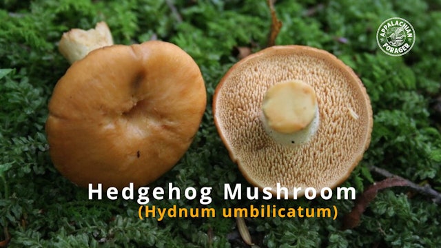 Appalachian Forager Episode 2 - Hedgehog Mushroom