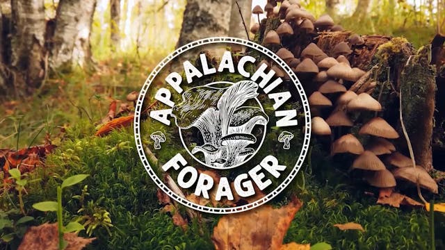 Appalachian Forager Episode 1 - Summe...