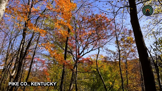 Mountain Top Nature - Pike County in the Fall
