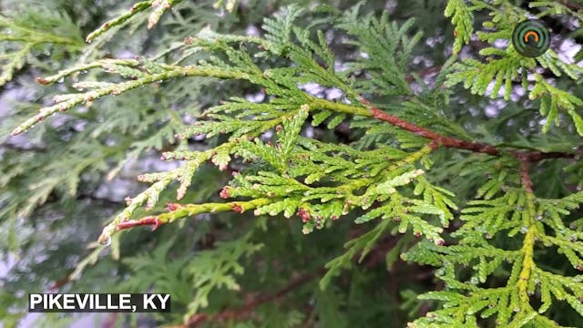 Mountain Top Nature - Rain 2
