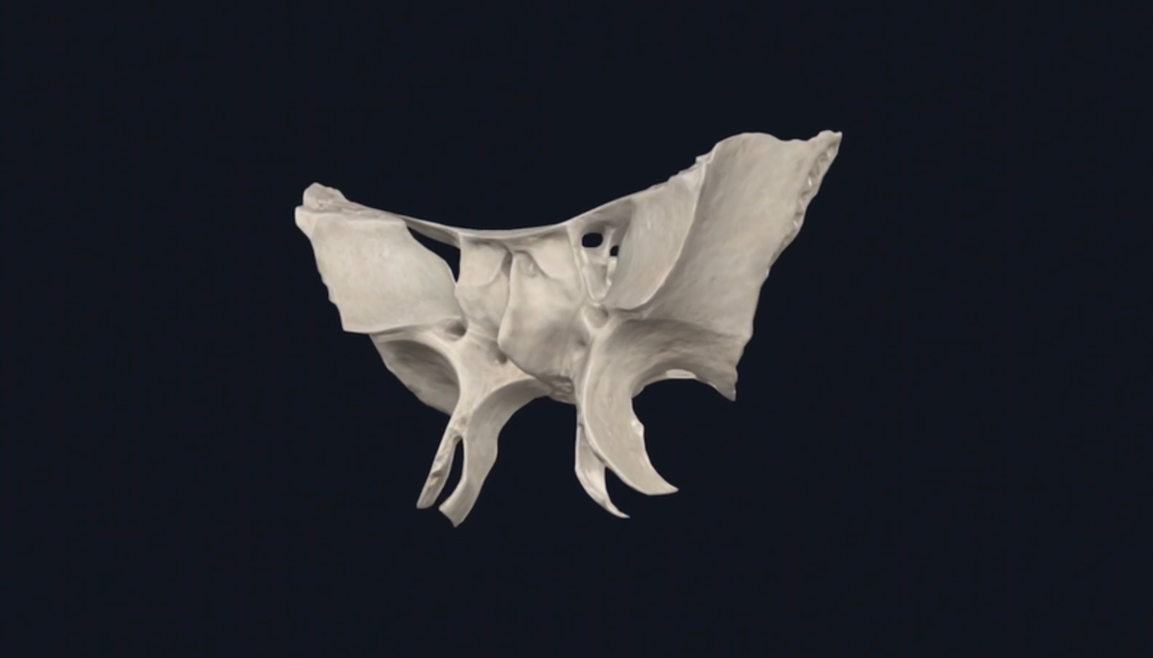 Dec 20th 2025 Live Class: Exploring Cranio-sacral dynamics