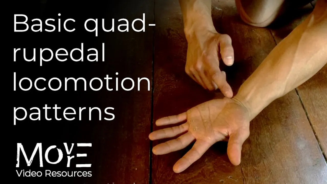 Basic Quadrupedal Loocmotion Patterns - The MoreMore Video Resource ...