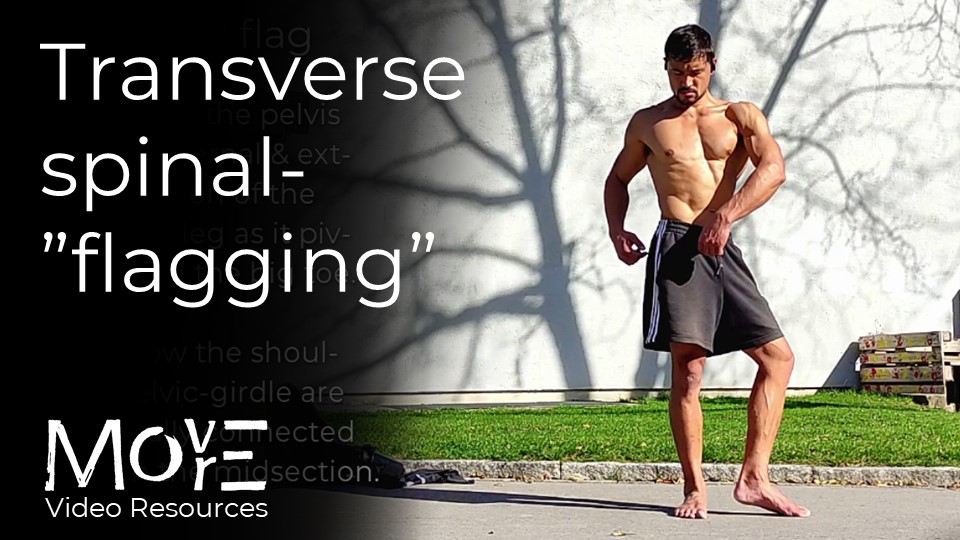 Transverse spinal “flagging”